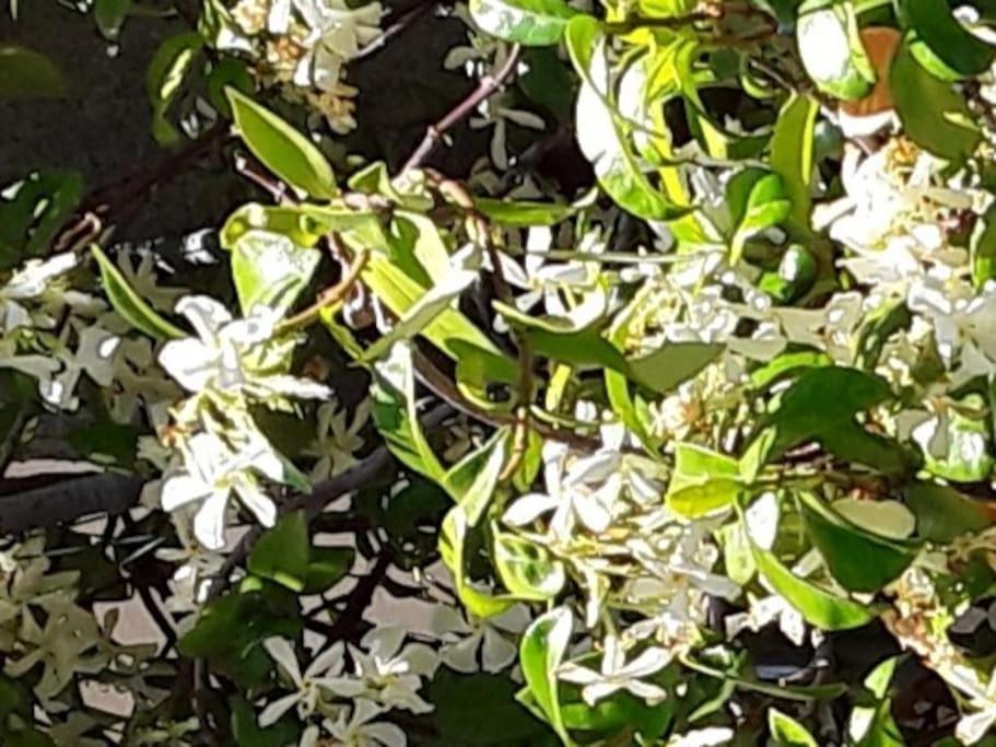 Апартаменти Le Jasmin Da Marina Сен-Венсан Екстер'єр фото